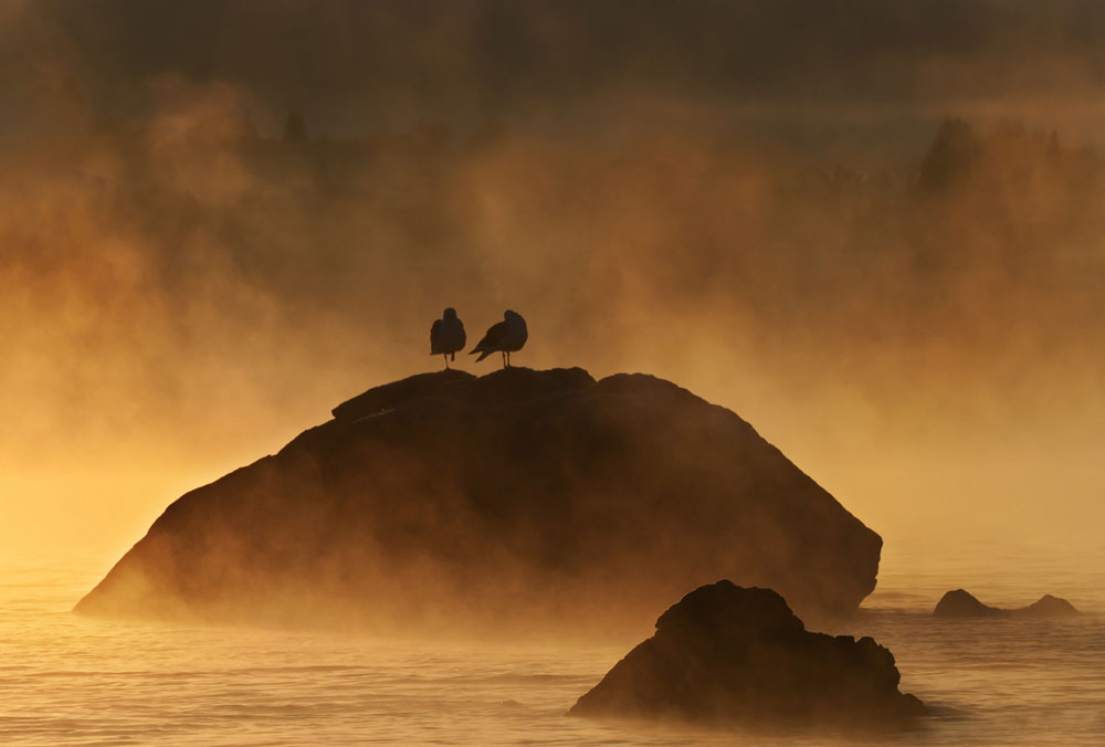 Nature Photography