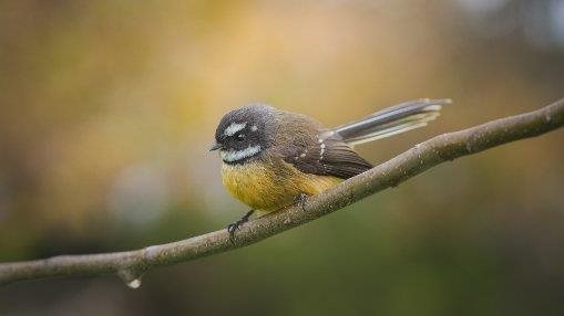 Fantail/ Piwakawaka