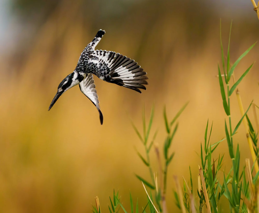 Nature Photography