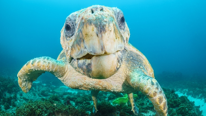Friendly loggerhead turtle off Byron Bay, Australia