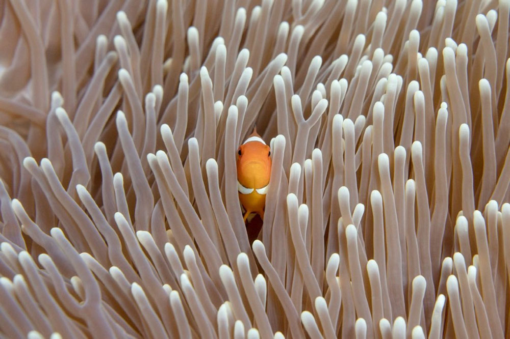 Sealife Photo