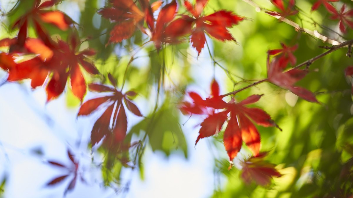 Autumn colours in Auckland garden
