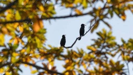 Pair of Shags in Autumn Colours 