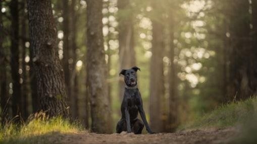 Gus in the Himalayan Cedar Forest
