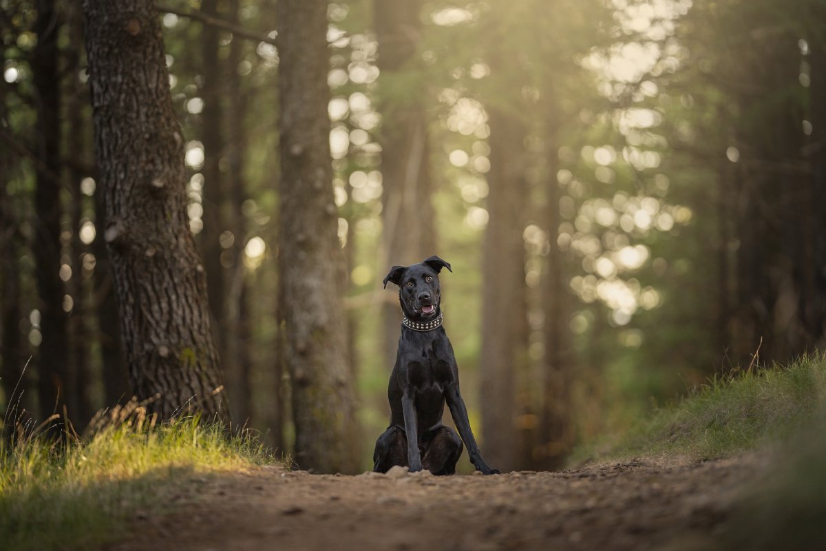 Gus in the Himalayan Cedar Forest