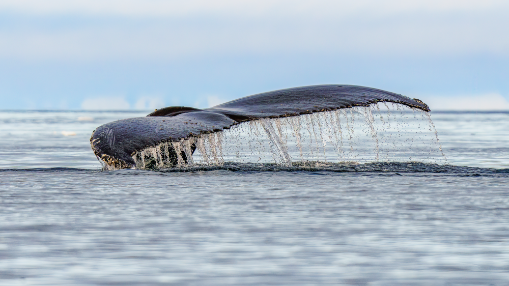 A Humpback Whale fluke at Two Hummock Island, Antarctica