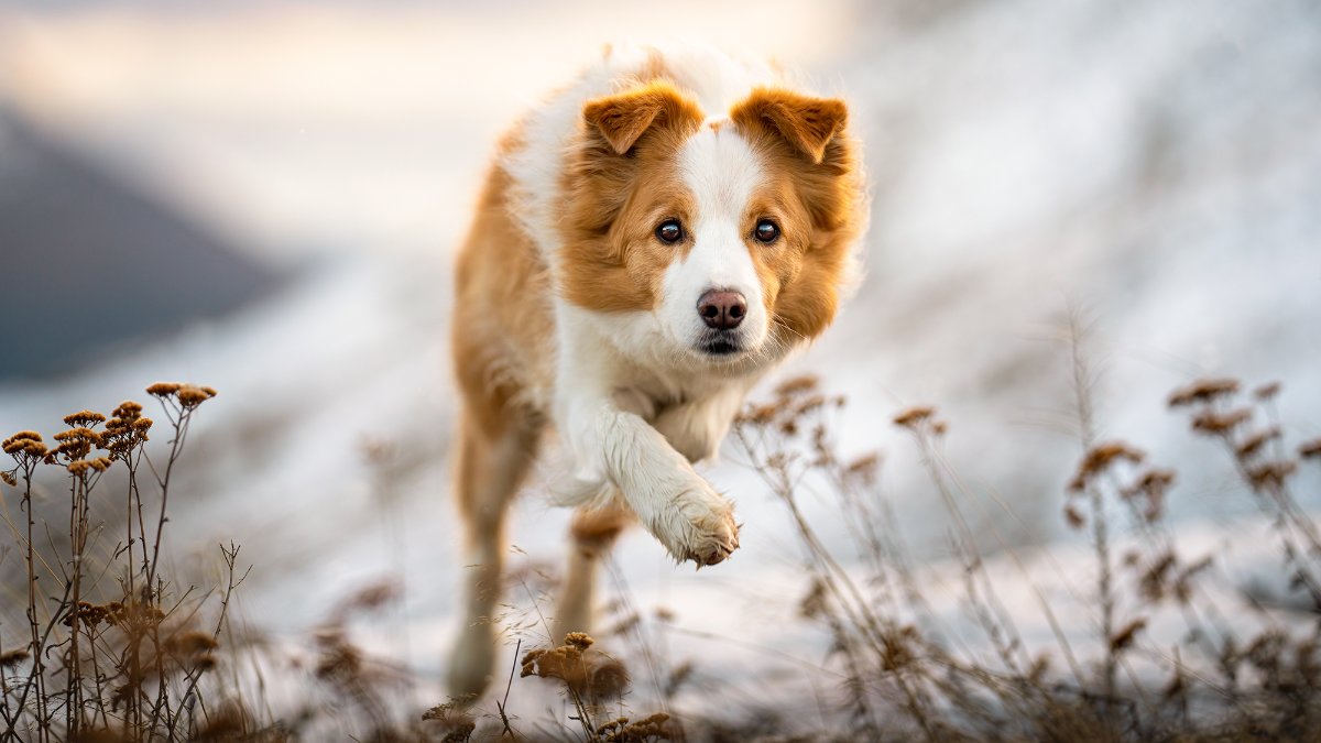 Merlot running in the snow