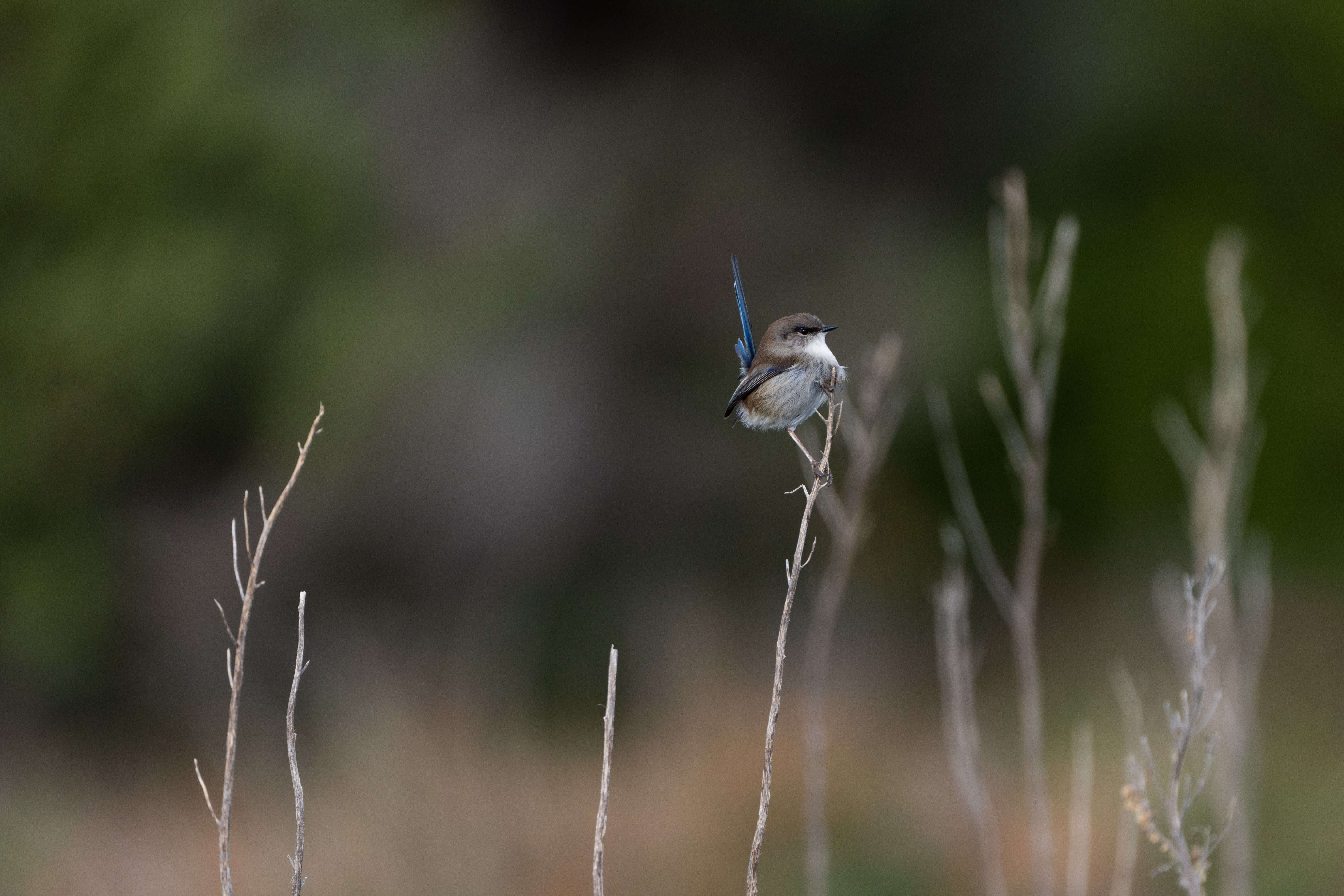 Bird, Wilsons Prom