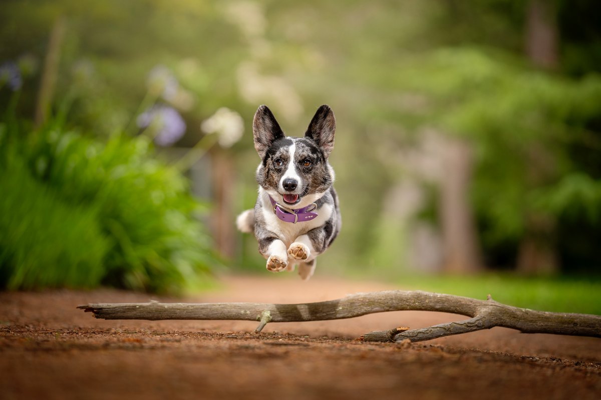 Sully in the Air