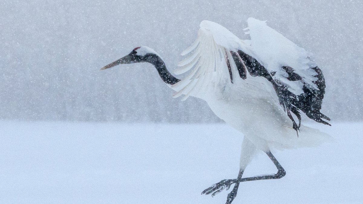 Japan Winter Landscapes and Wildlife