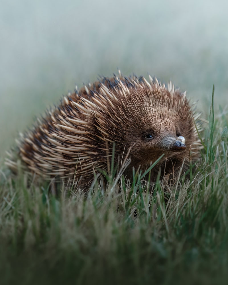 Wildlife Photo