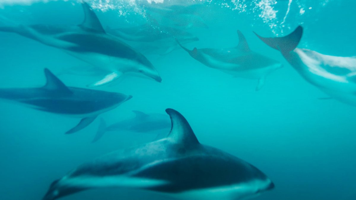 Kaikoura Wildlife and Seascape Immersive