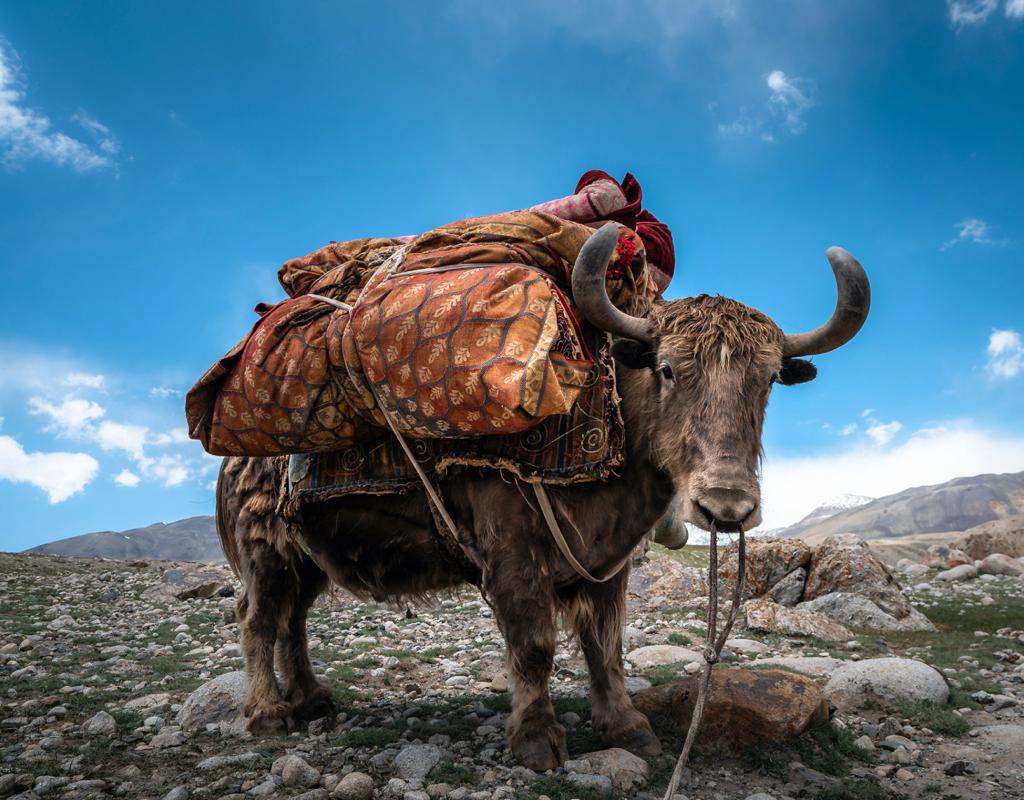 Yakkity Yak 
