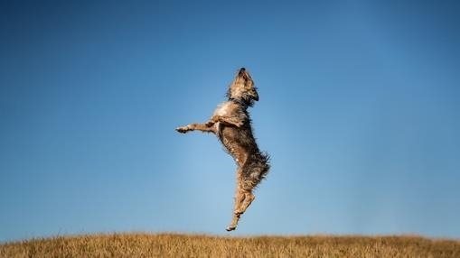 Jumping For Joy