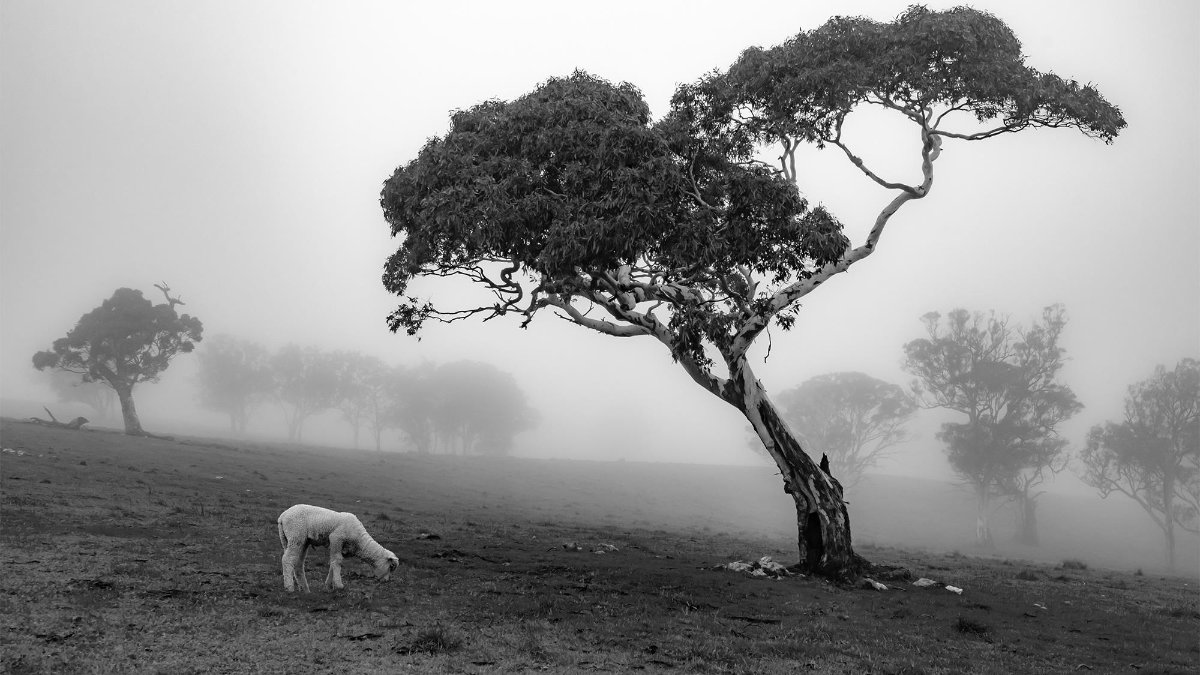 Foggy Feed, Barossa Valley