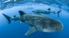 Whale sharks at St Helena Island in the Atlantic Ocean