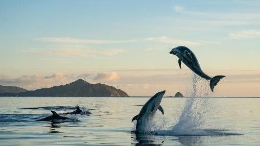 Dolphin Dreams