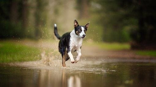 Running in puddles