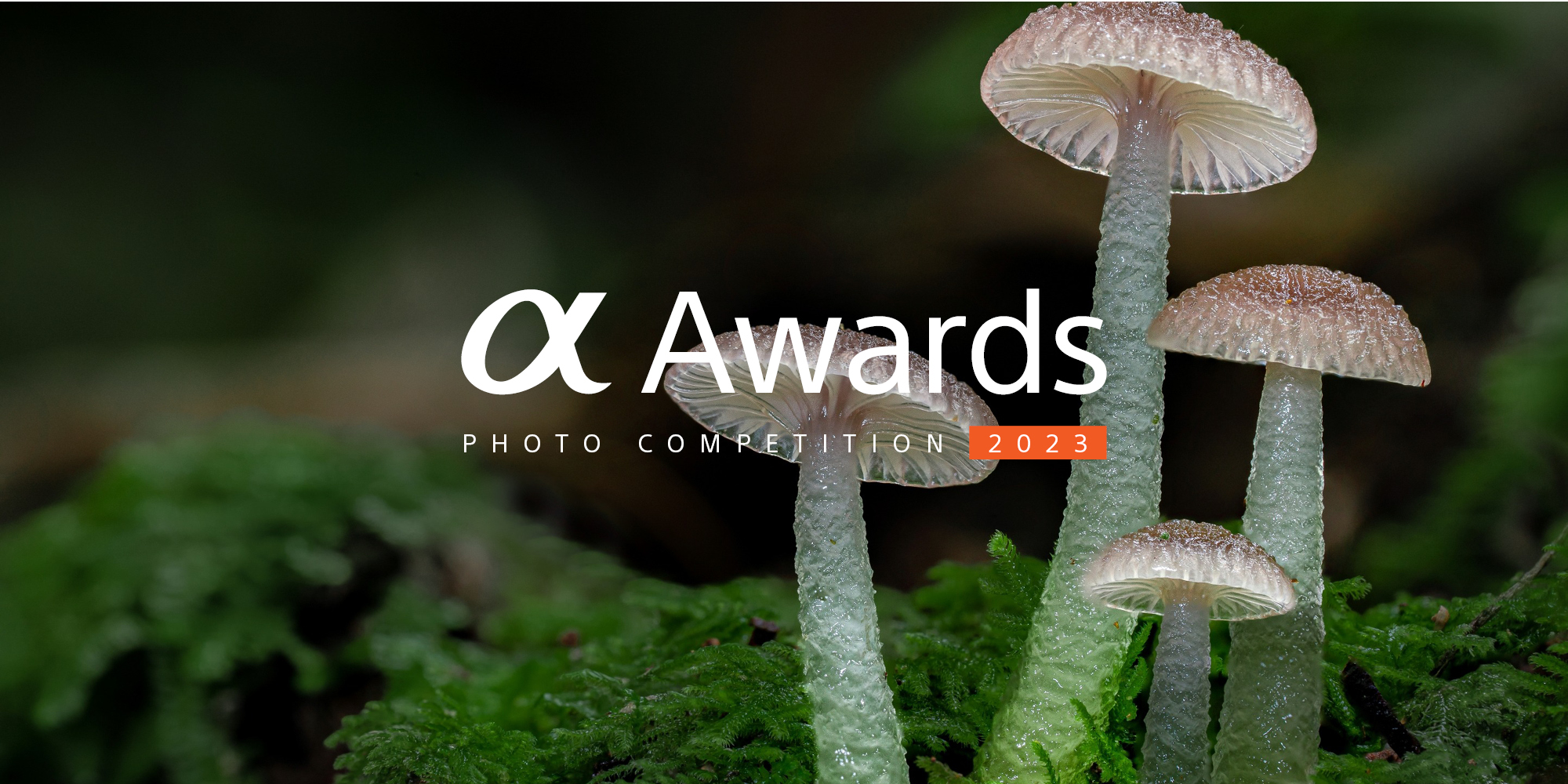 Alpha Awards: Showcase Your Best Australian Photography Work - Scene