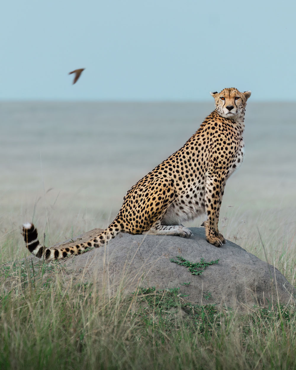 Wildlife Photography - Image of cheetah 