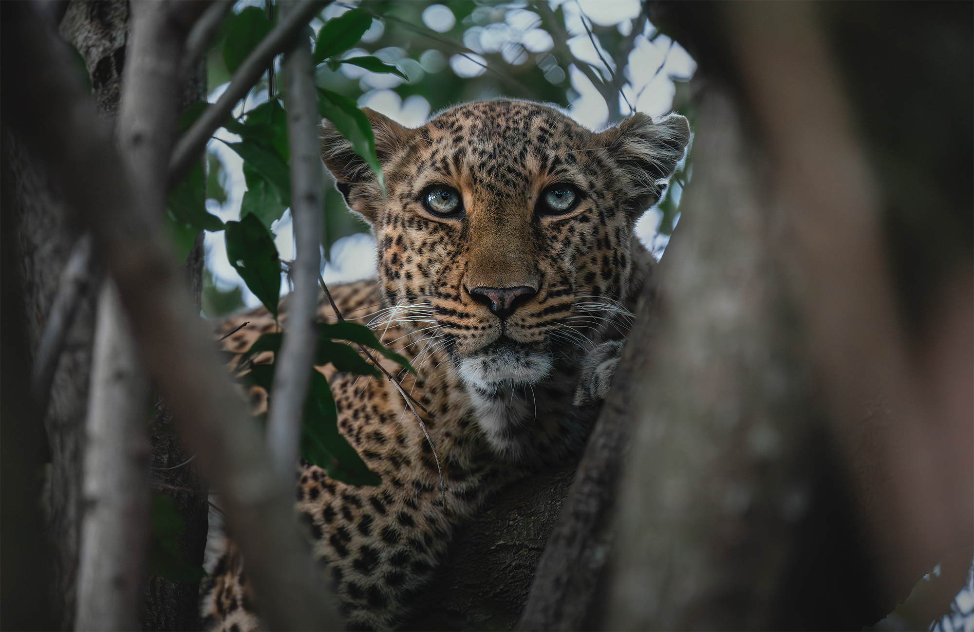 Bahati // Leopardess in the Maasai Mara, Kenya