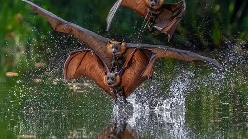 Bat Stack