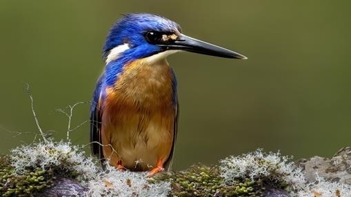 azure kingfisher