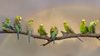 Budgie Branch