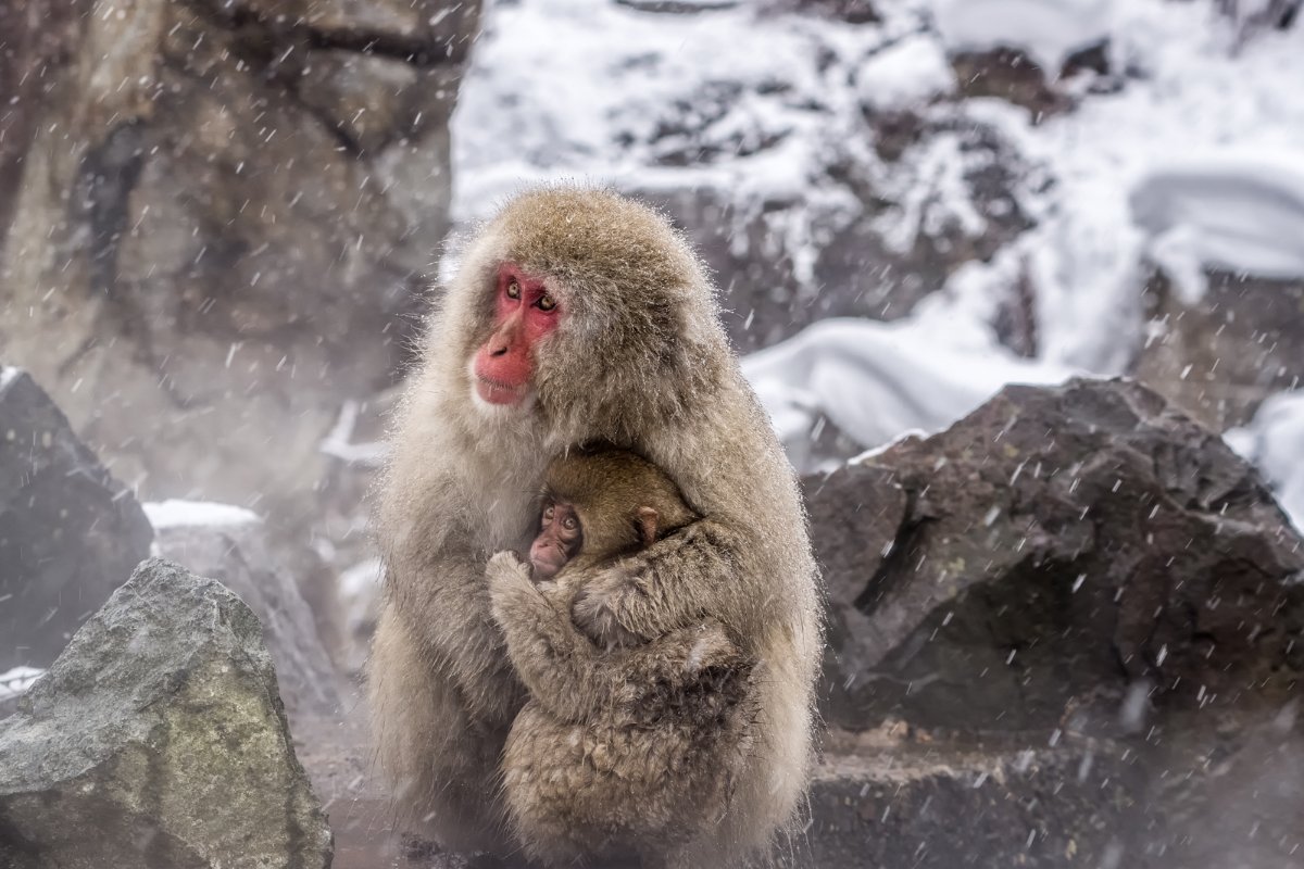 Japan Winter Workshop Tour