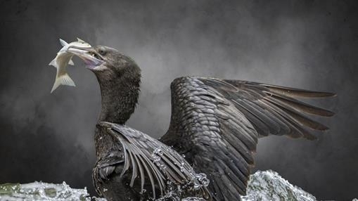 Mullet's last Glance