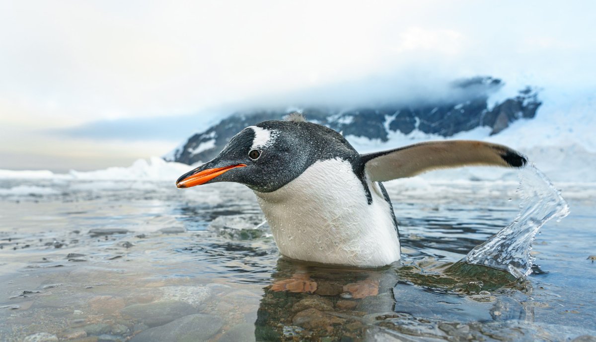 Gentoo penguin chick learning to swim in Antarctica