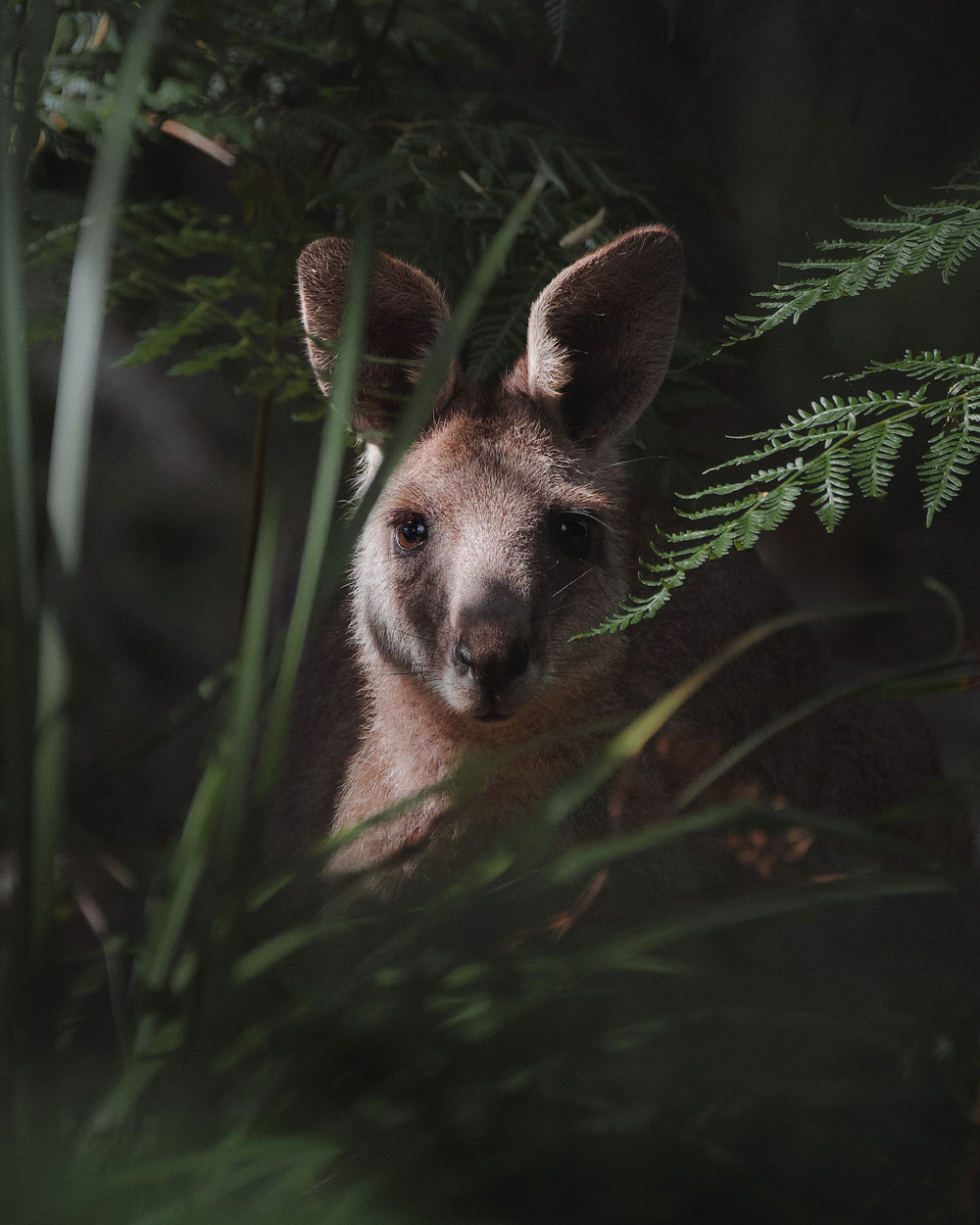 Wildlife Photography - Image of kangaroo