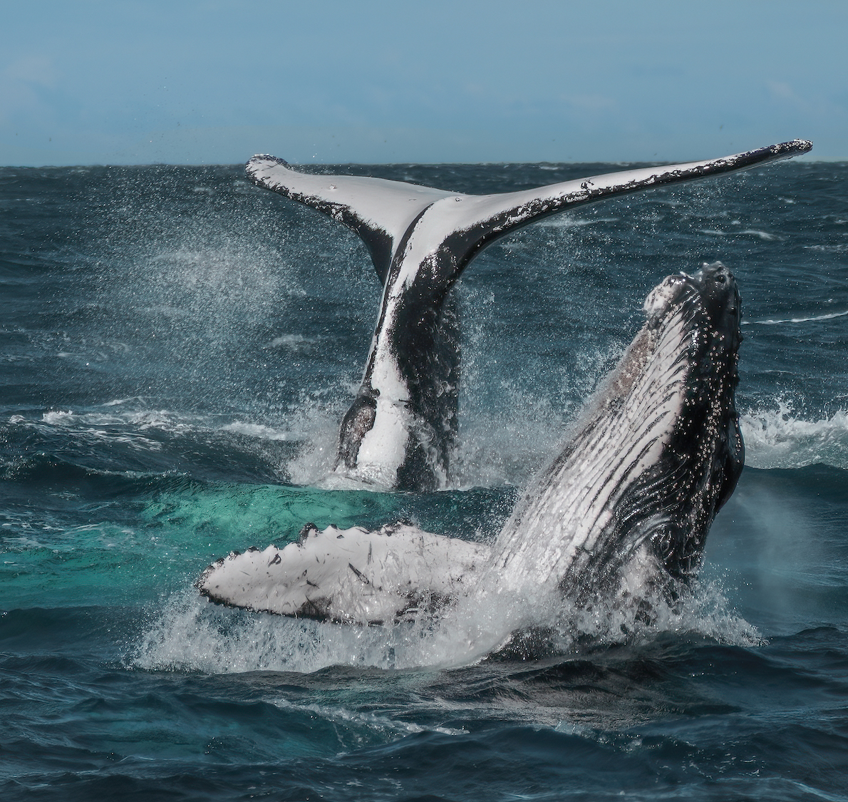 Mother and Baby Humpback cavorting on a windy day