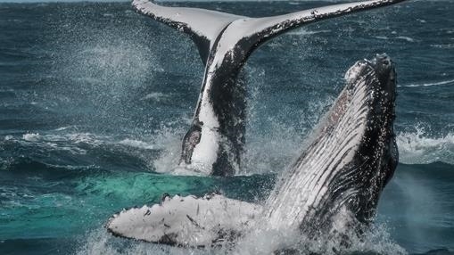 Mother and Baby Humpback cavorting on a windy day