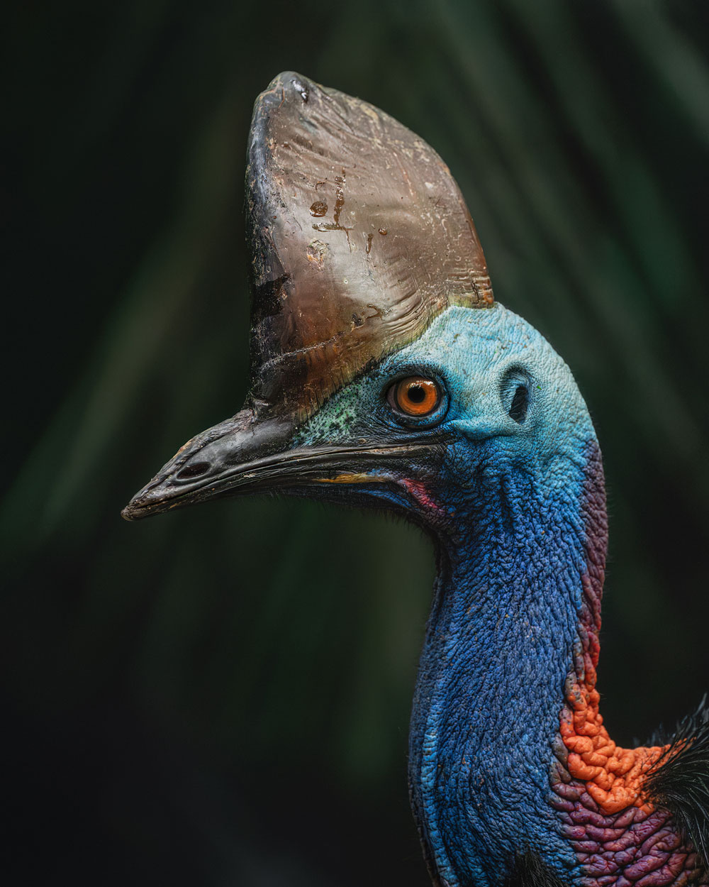 Wildlife Photography - Image of cassowary