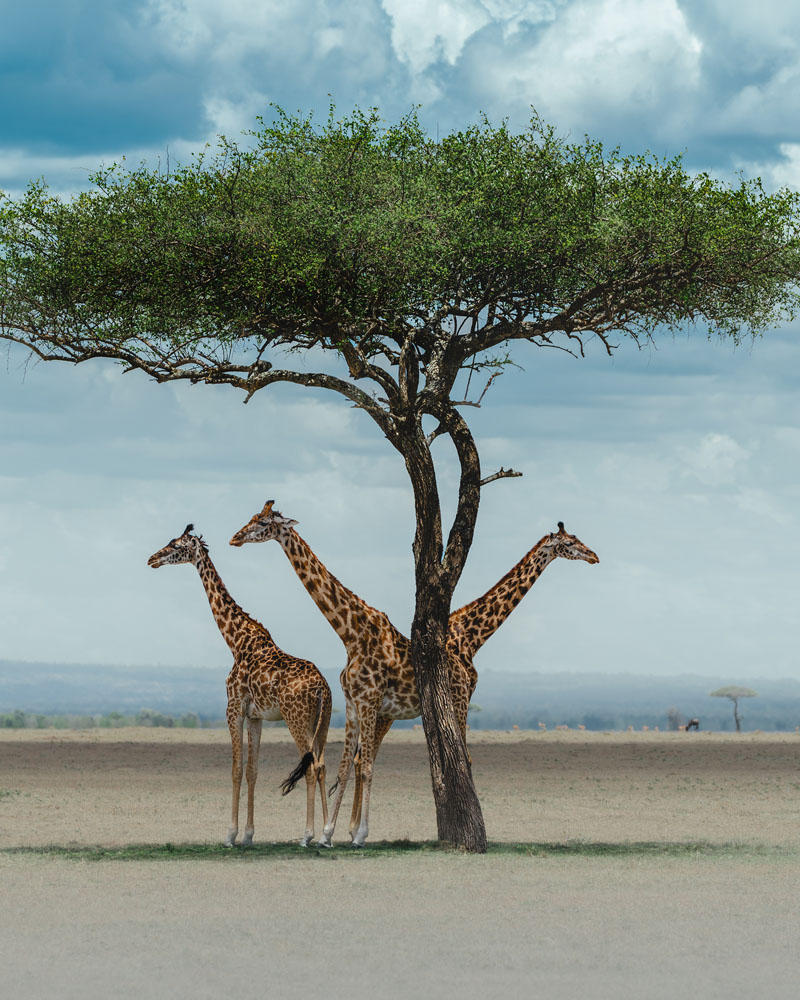 Wildlife Photo