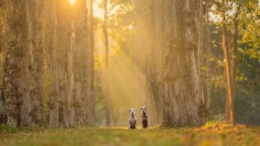 Sun rays shining through the poplars