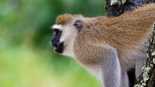 Monkey - Laikipia, Kenya