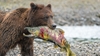  Brown Bear With Dog Salmon - Alaska Wilderness