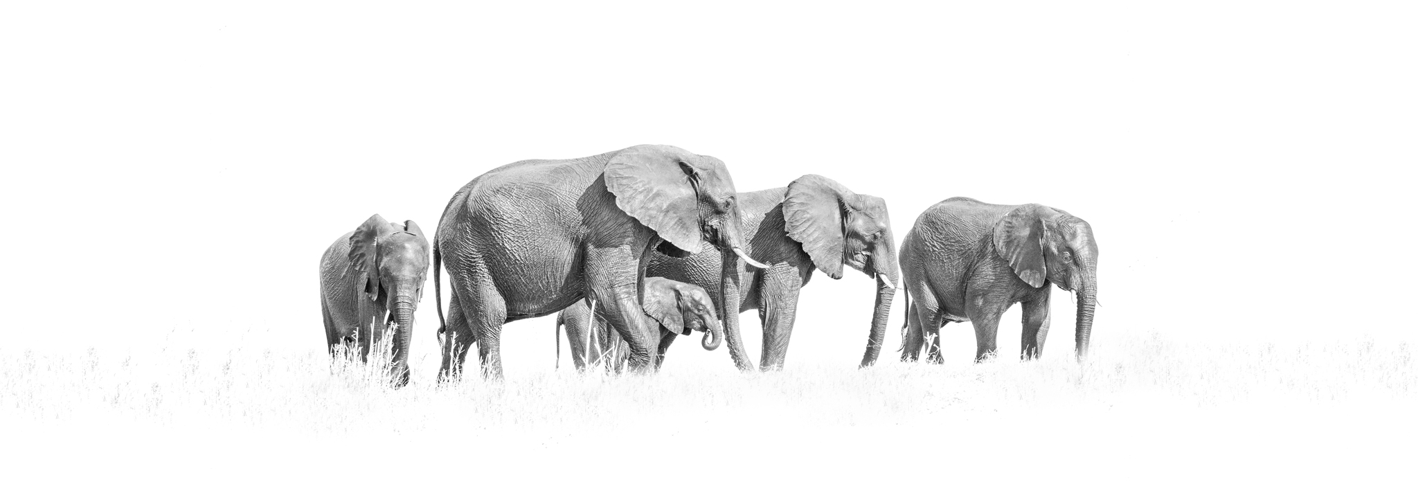 A herd of elephants cross the plains of Chobe National Park in Botswana. Overexposed to create a high key image.
