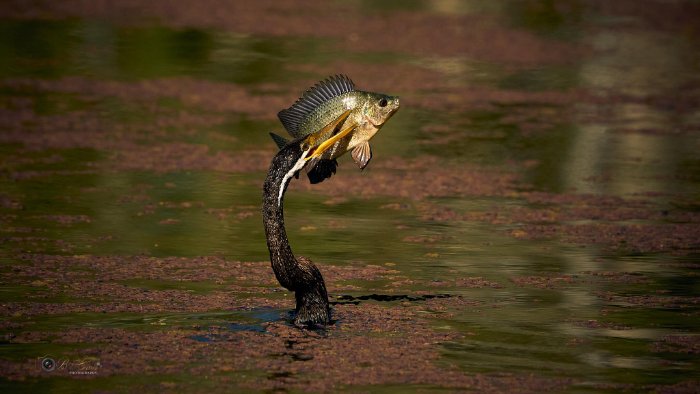 Catch of the Day!