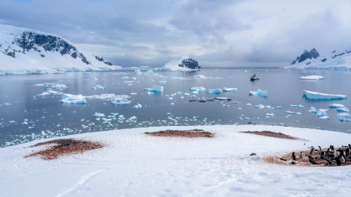 Danco Island Gentoo Penguin Colonies amongst the epic seascape of Antarctica (Panorama)