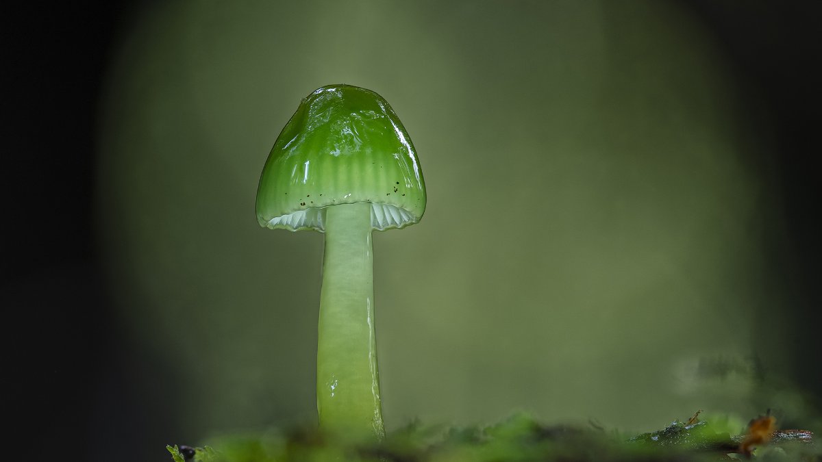 Photo by Paula Vigus