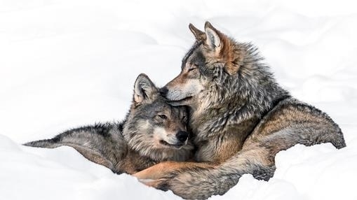 Love is Love. Wolf pack leader and juvenile, Bardu, Northern Norway