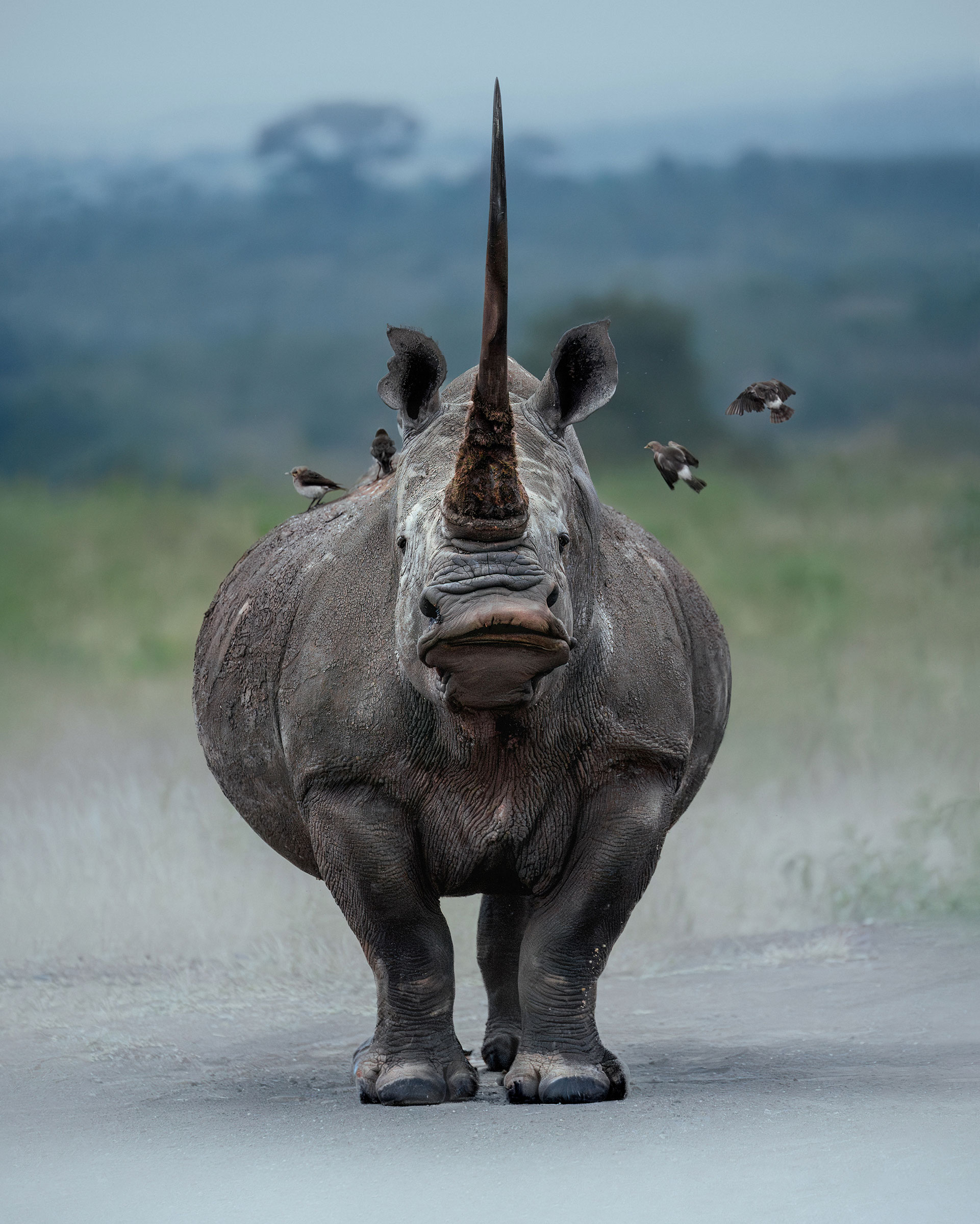 Wildlife Photography - Image of rhino 