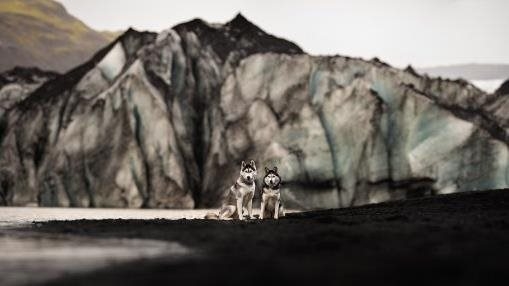 Huskies at Solheimajokull, Iceland