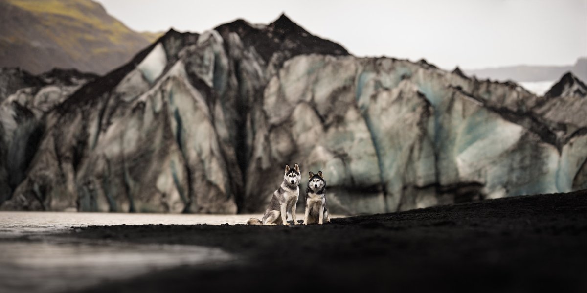 Huskies at Solheimajokull, Iceland