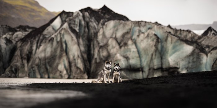 Huskies at Solheimajokull, Iceland