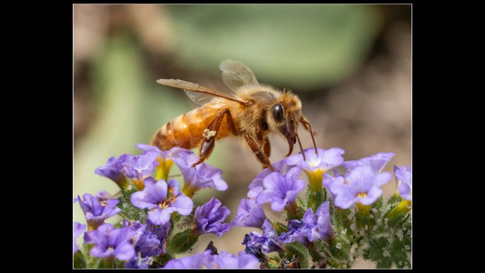 Macro Magic