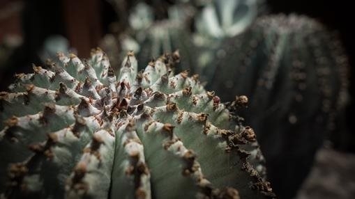 That's a cactus!